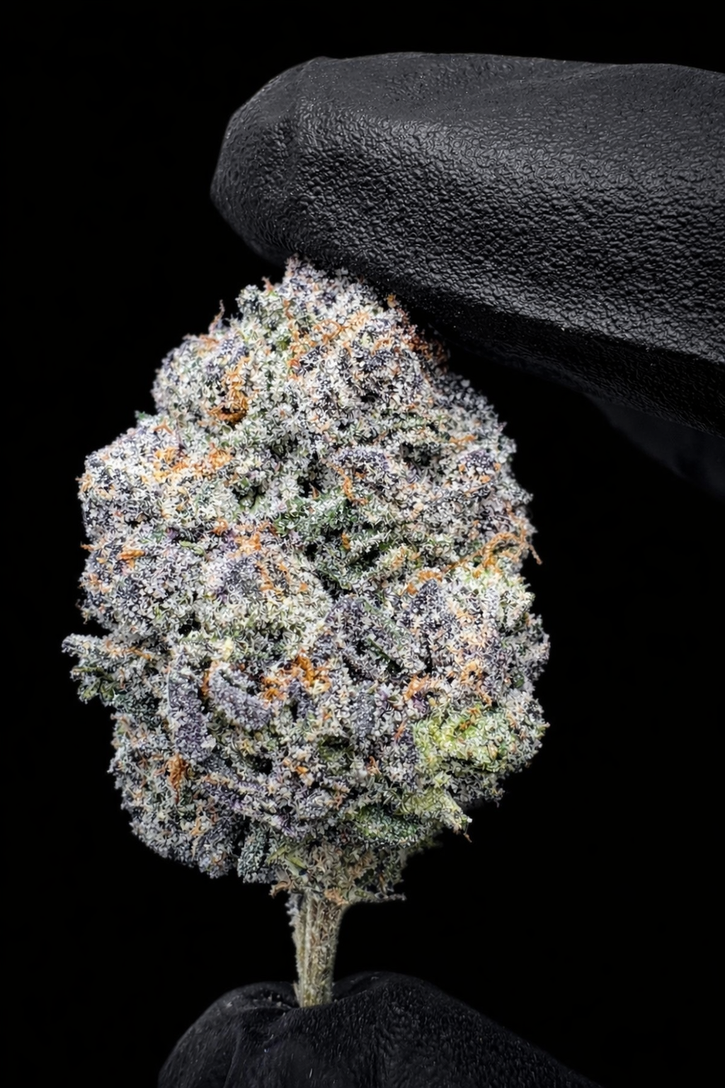 Zours THCa Flower indoor exotic cannabis buds