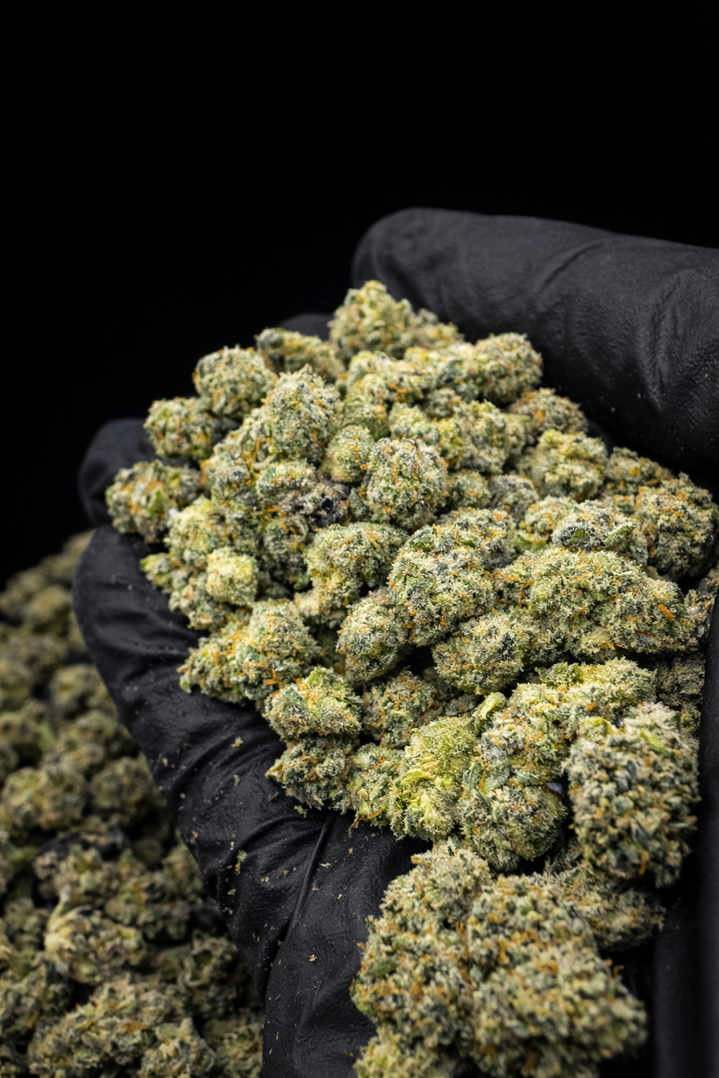 Obama Runtz THCa flower indoor exotic cannabis